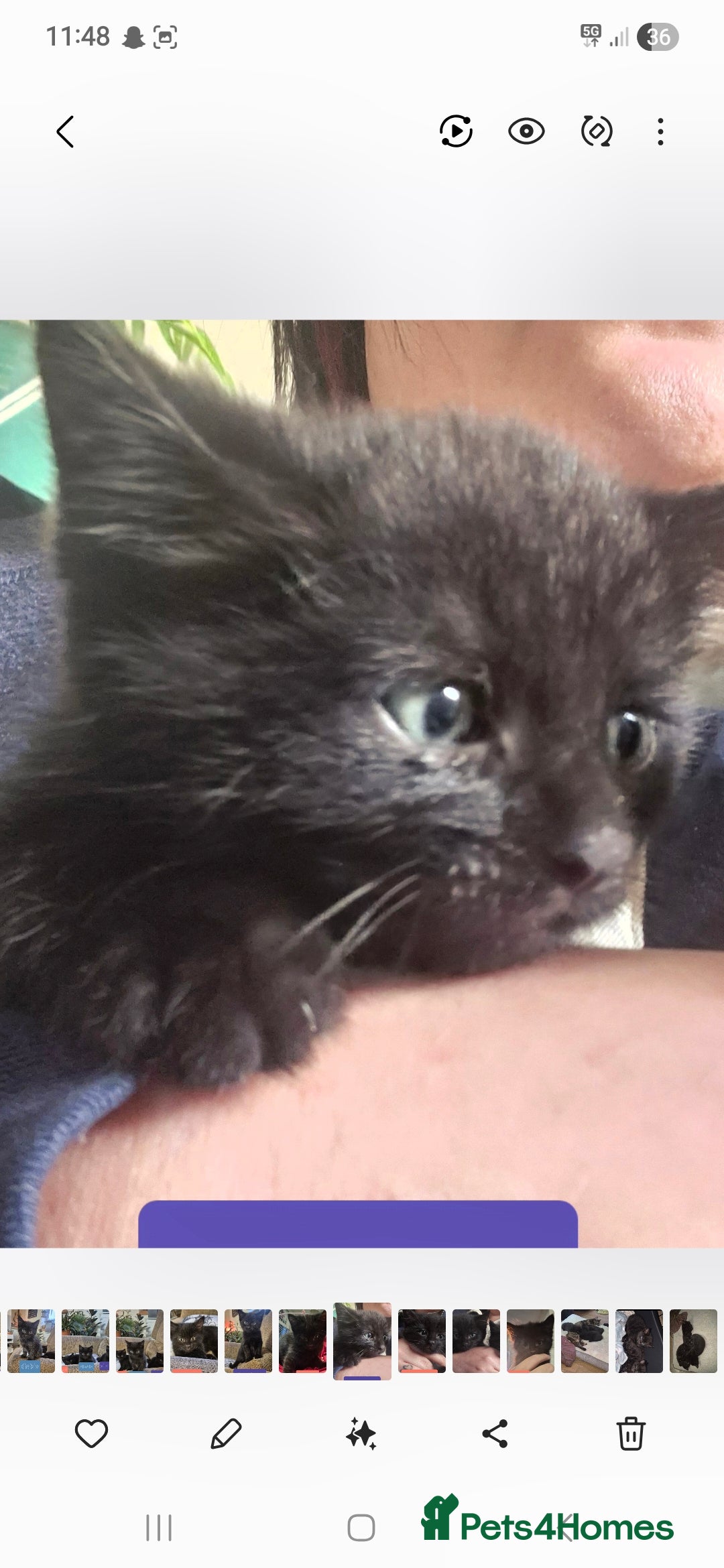 Domestic Shorthair cats for sale: 3 Black Kittens for sale (boy sold) - Image 13