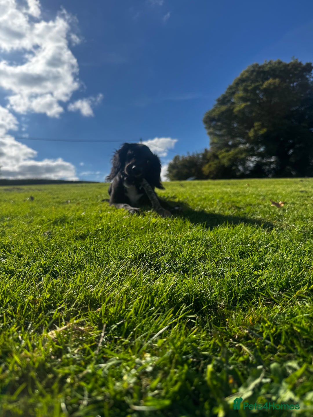 Mixed Breed dogs for sale: Cockapoo X Springer Spaniel 🤎🐶 - Image 2