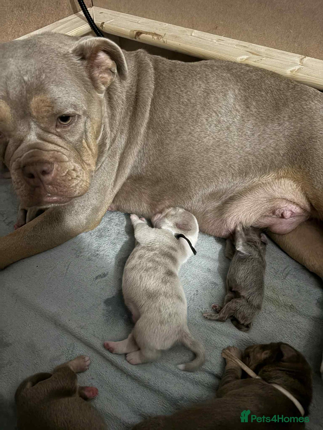 Olde English Bulldogge dogs for sale: Olde English bulldog puppies  - Advert 13