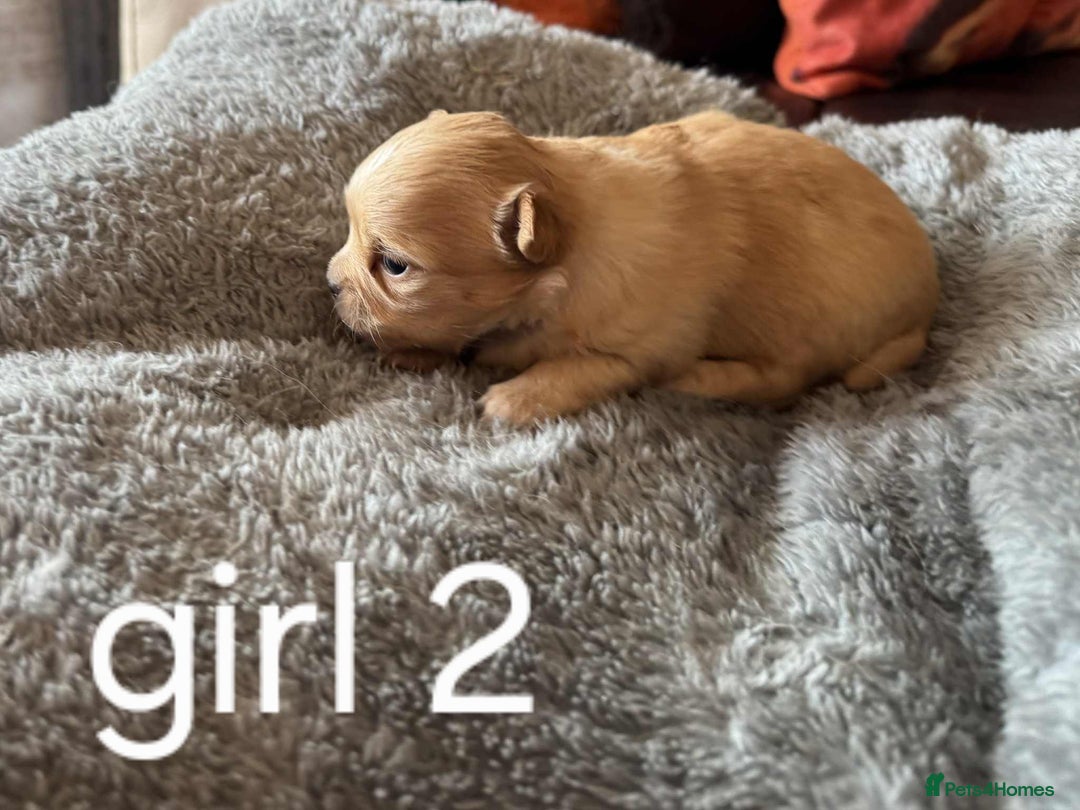 Chihuahua dogs for sale: Chihuahua long coat puppies 2 girls and 1 boy - Image 14