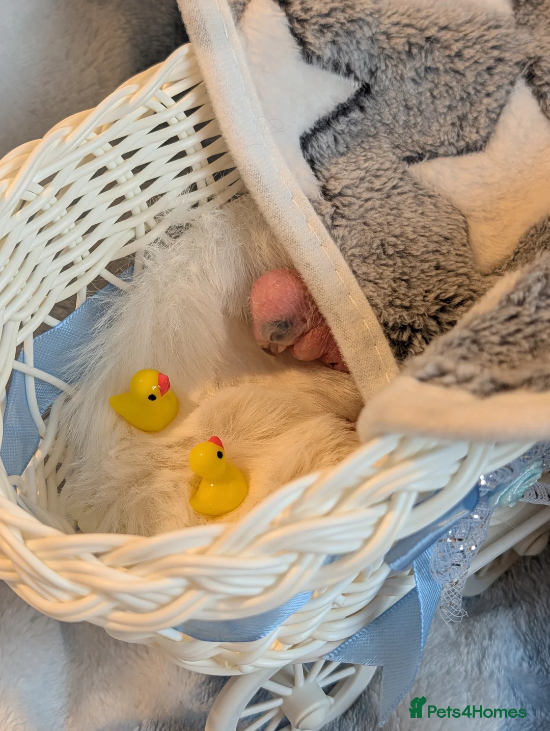 Conures birds for sale: Baby greencheek conure chicks - Advert 9
