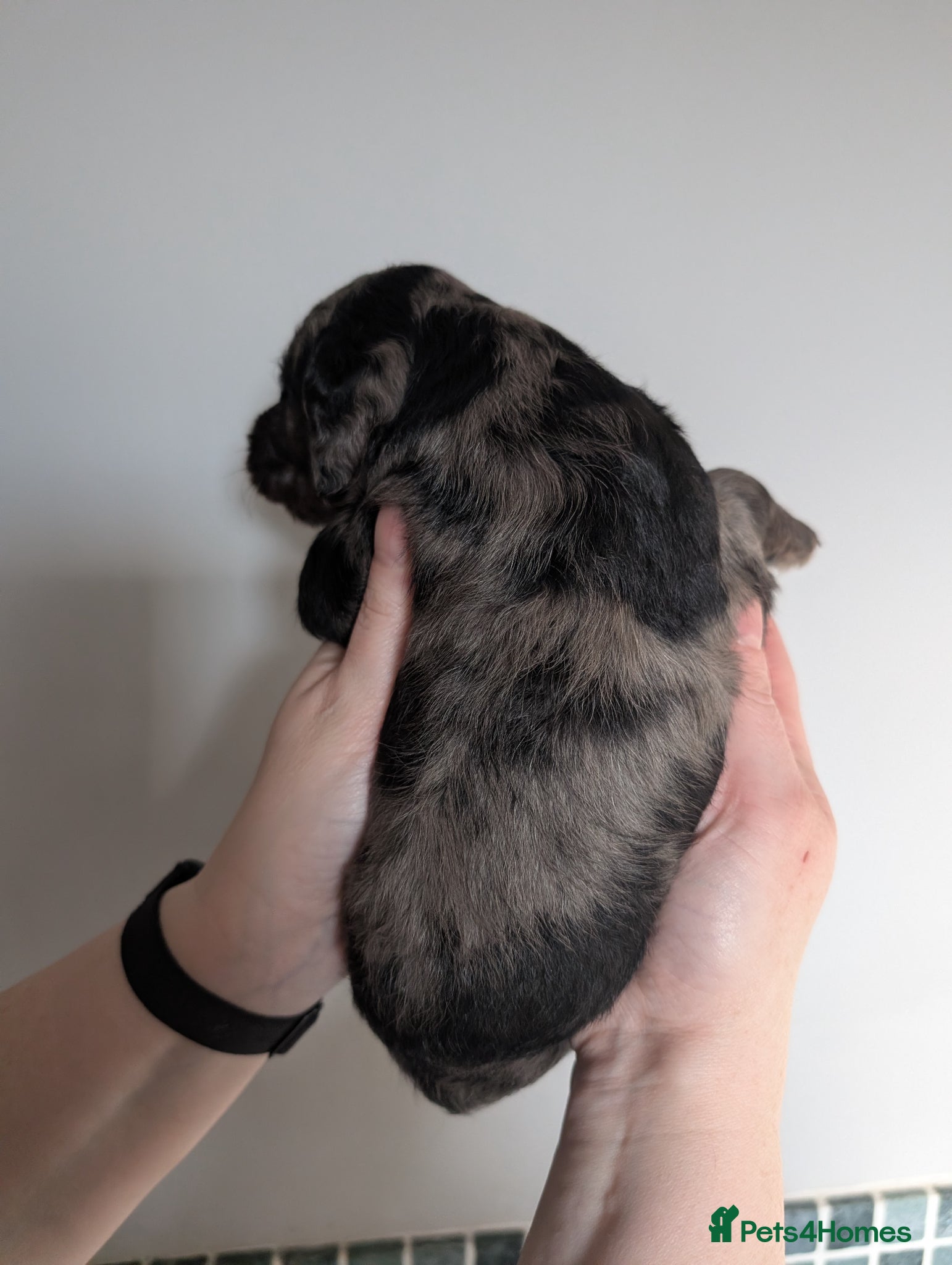 Labradoodle dogs for sale: Unique Labradoodles - Merle, Phantom, Black, Red - Advert 16