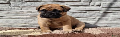 Bullmastiff Puppy 5