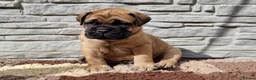 Bullmastiff dogs for sale: Bullmastiff puppies available gor new homes.. - Advert 6