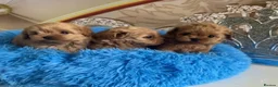 Toy Poodle dogs for stud: Deep red Asian poodle stud  - Advert 4