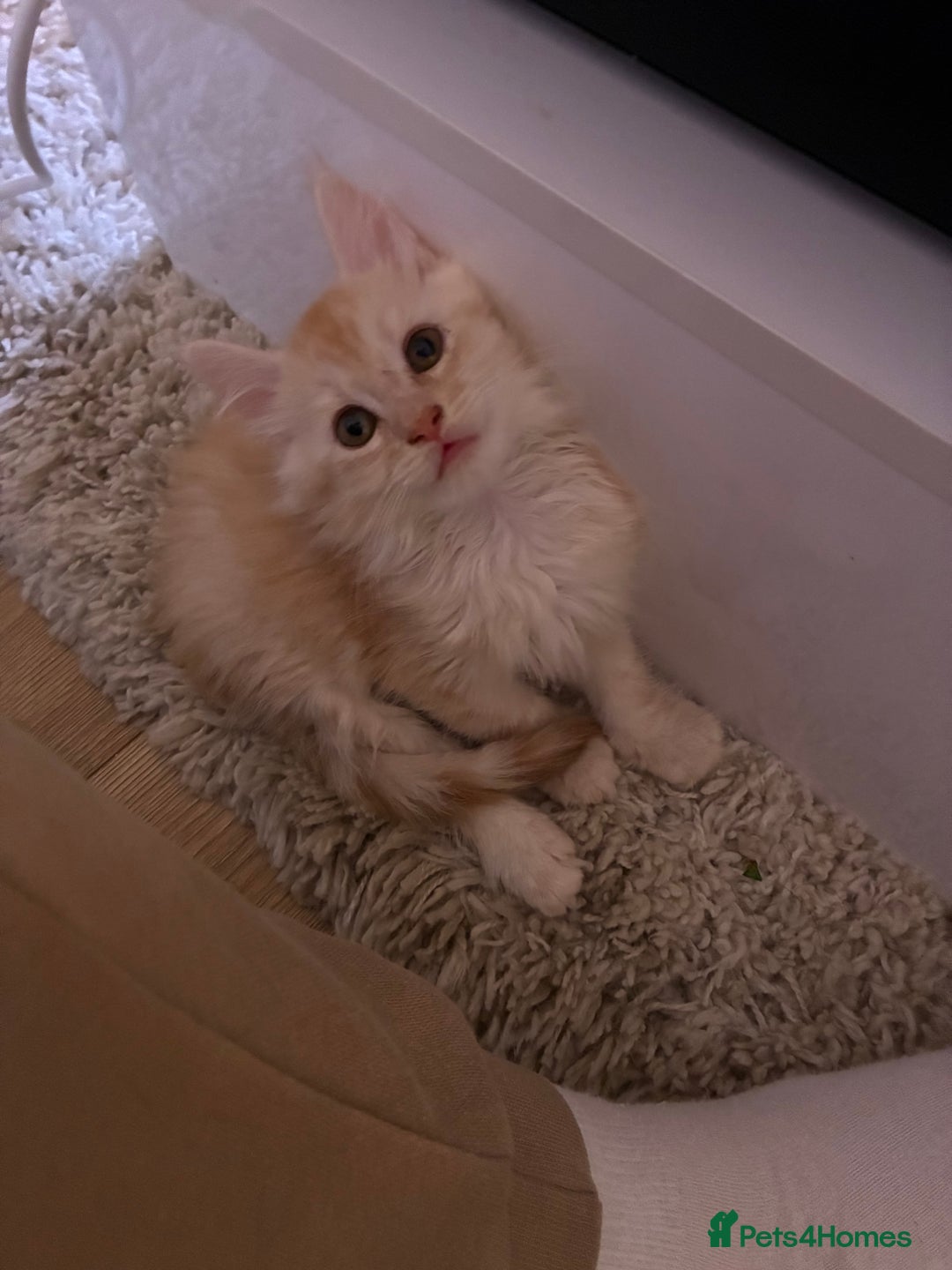 Maine Coon cats for sale: Maine coon  - Advert 7