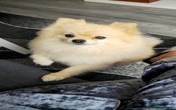 Pomeranian dogs for sale: Female Pomeranian ,Gorgeous pure - Image 7