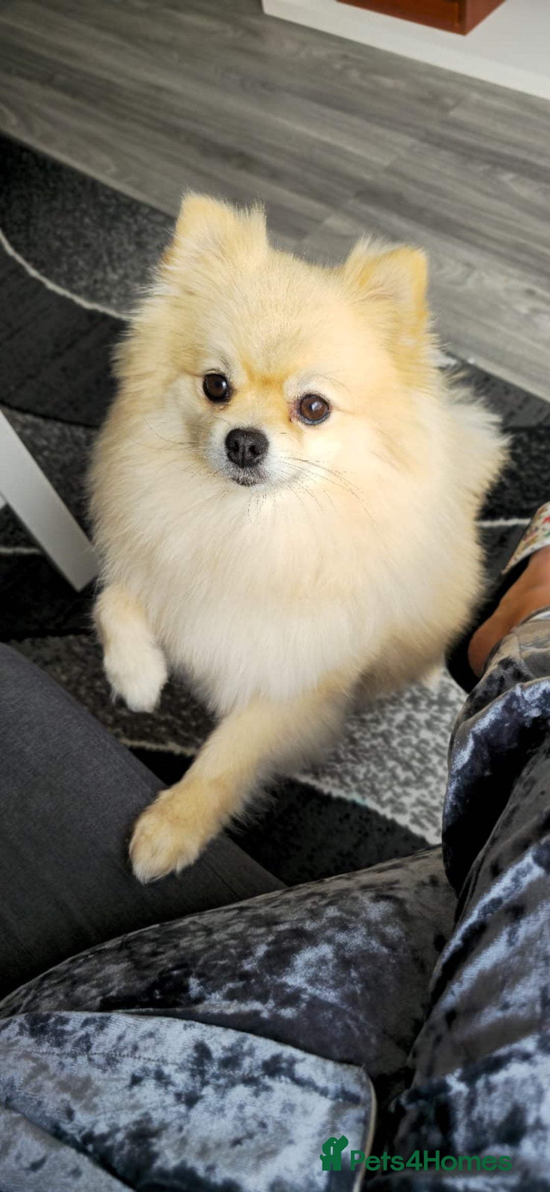 Pomeranian dogs for sale: Female Pomeranian ,Gorgeous pure - Image 7