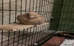 Pigeons birds for sale: pigeon for sale urgent - Image 3