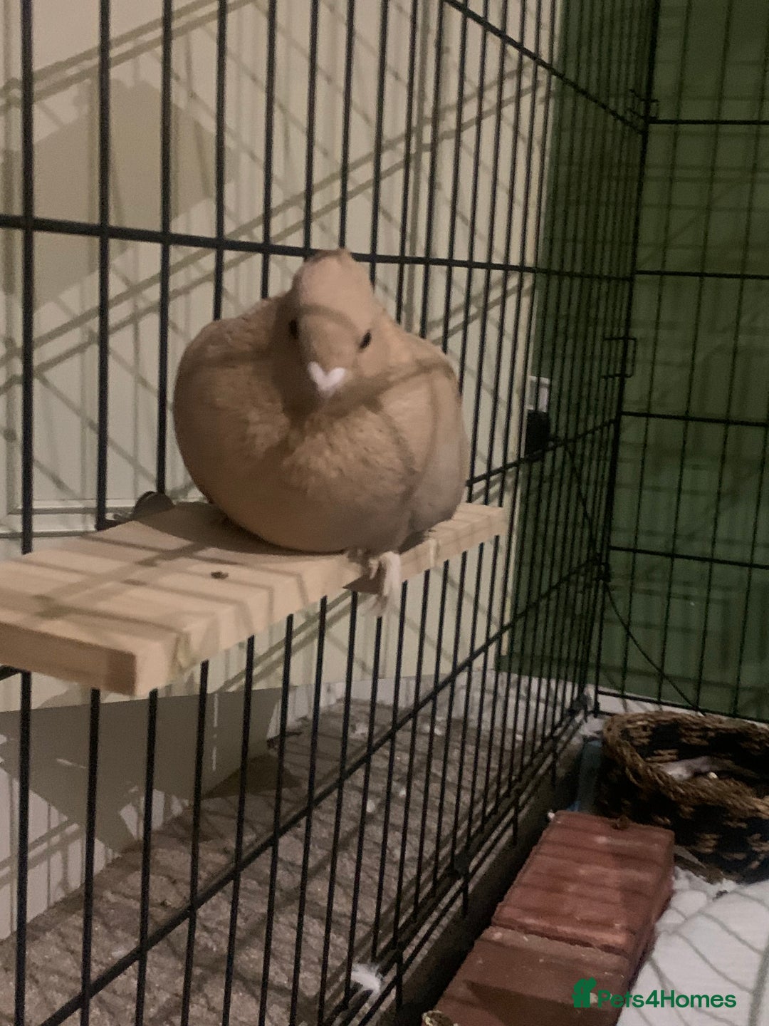Pigeons birds for sale: pigeon for sale urgent - Image 3