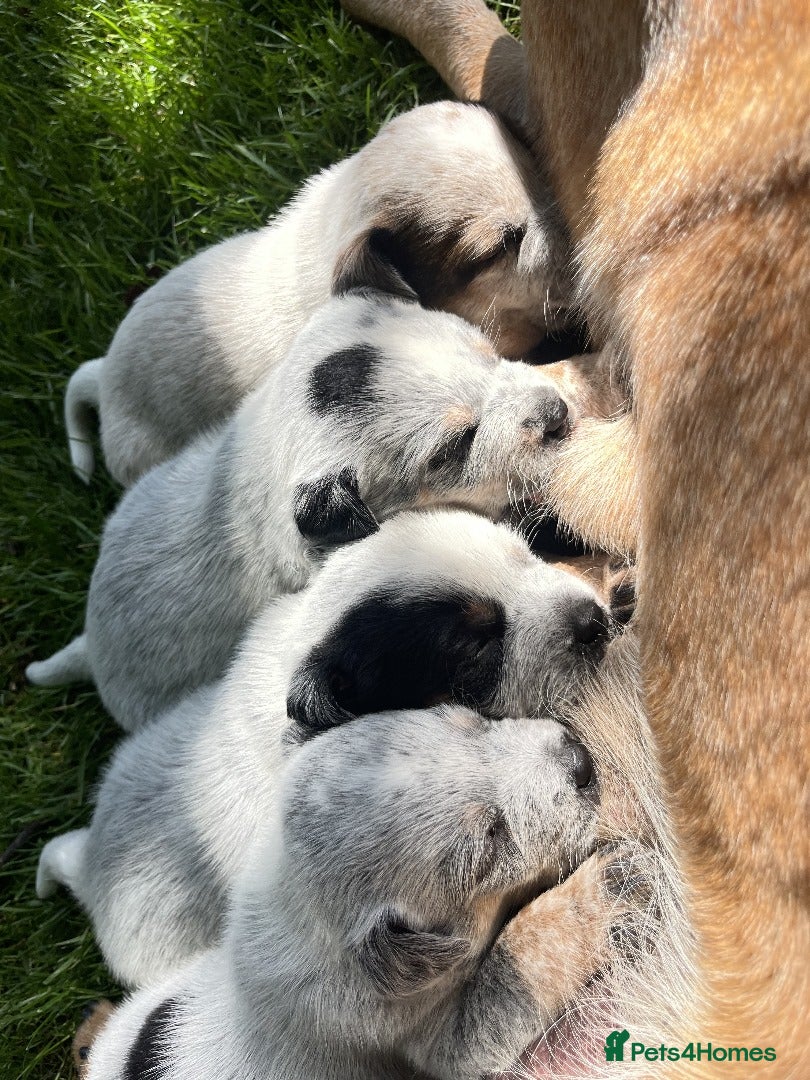 Australian Cattle Dog dogs Australian Cattle Dog boys&girls - Advert 5