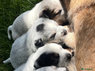 Australian Cattle Dog dogs Australian Cattle Dog boys&girls - Advert 2