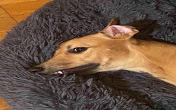 Mixed Breed dogs for sale: Lille  - Image 3
