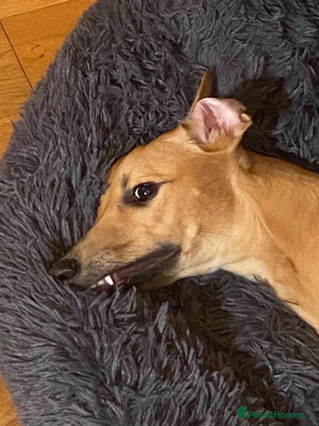 Mixed Breed dogs for sale: Lille  - Image 3