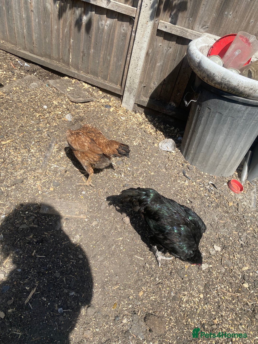 Chickens poultry for sale: Aseel cross cockerel, aseel hens & shamo hen in London - Image 10