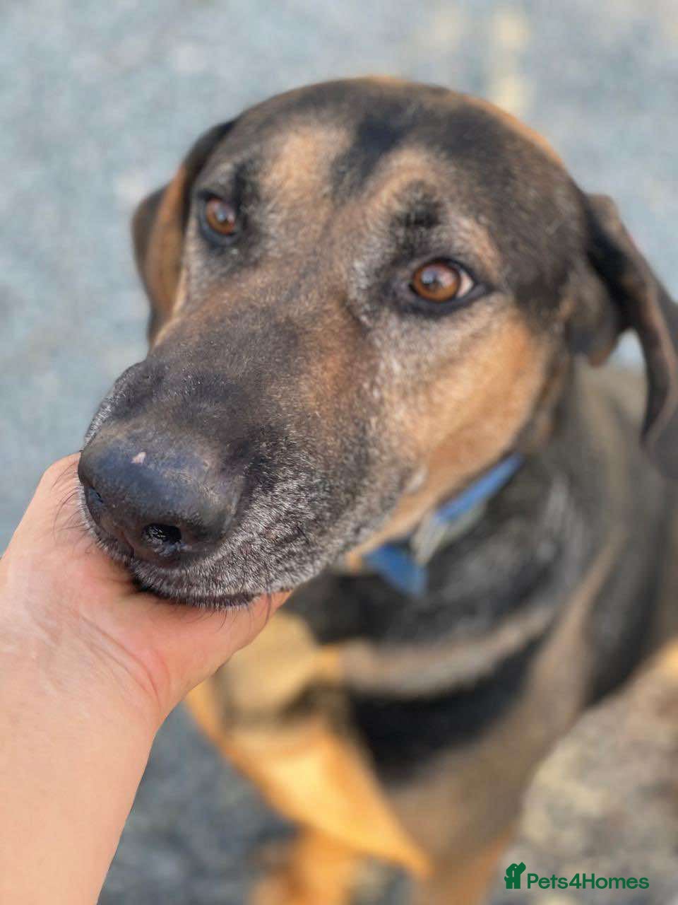 Mixed Breed dogs Apollo needs his forever home - Advert 2