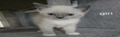 British Shorthair 5