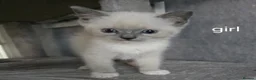 British Shorthair cats for sale: British shorthair x ragdoll - Advert 6