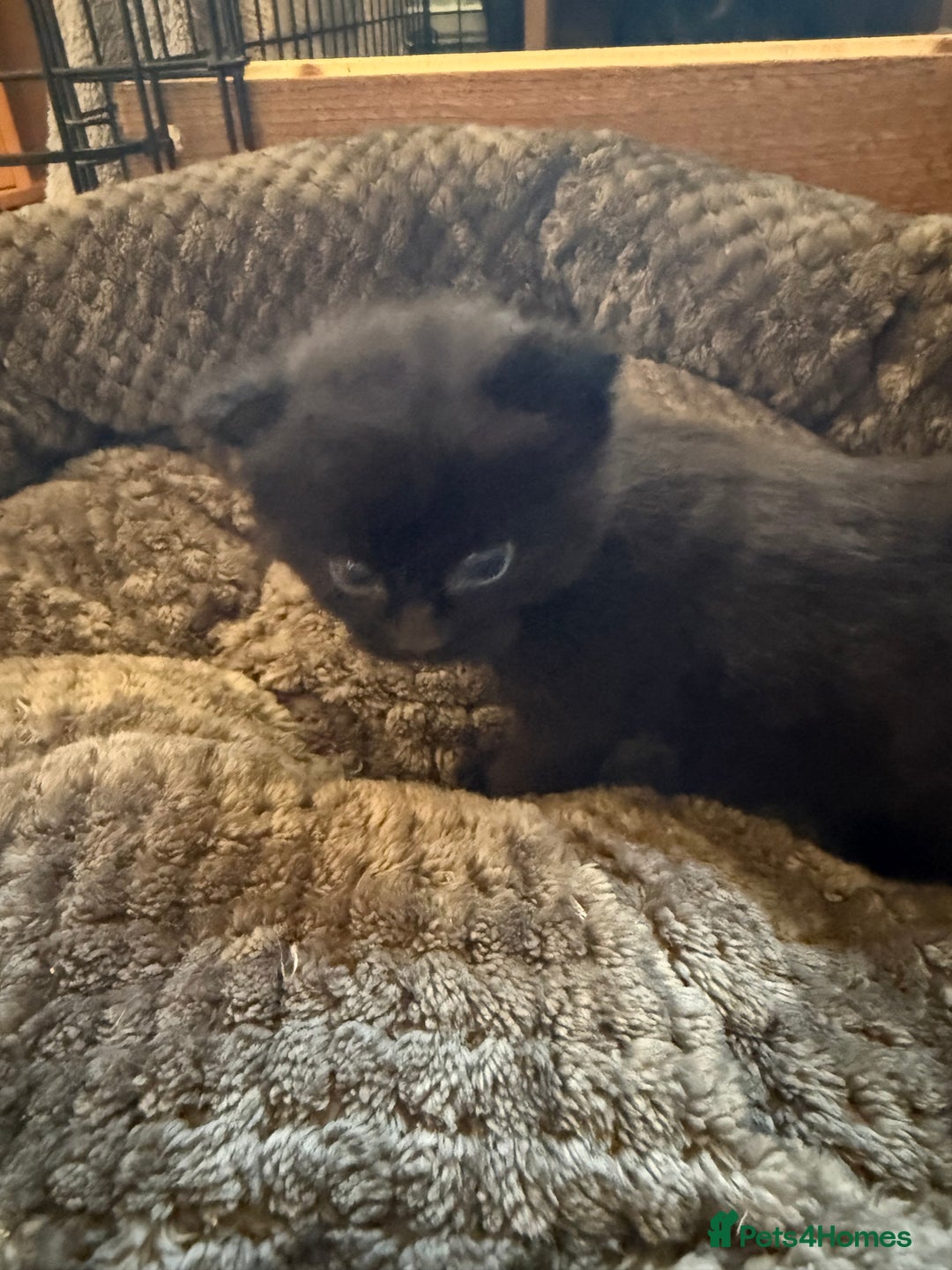 Mixed Breed cats for sale: 2 Beautiful Black/Brown Tabby Kittens - Image 13