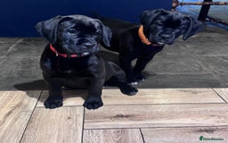 Mixed Breed dogs for sale: Boxador puppies for sale  - Image 1
