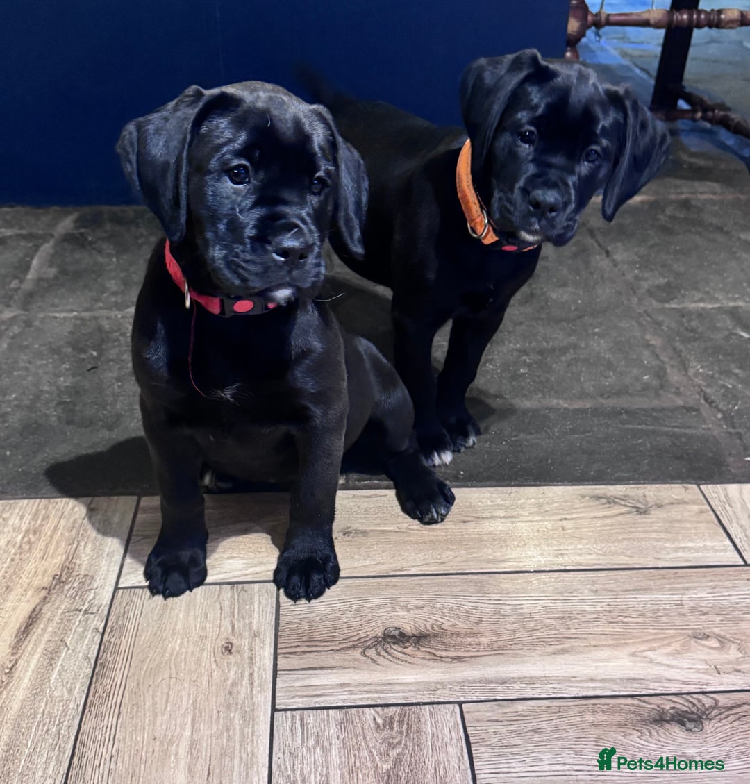 Mixed Breed dogs for sale: Boxador puppies for sale  - Image 1