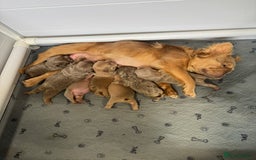 French Bulldog dogs for sale: Fluffy French Bulldogs/DNA Tested Parents  - Image 21