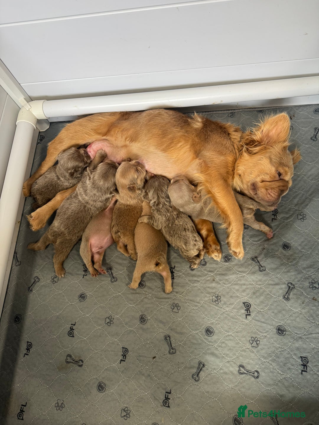 French Bulldog dogs for sale: Fluffy French Bulldogs/DNA Tested Parents  - Image 21