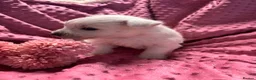 West Highland Terrier dogs for sale: West highland puppies KC registered  - Advert 7