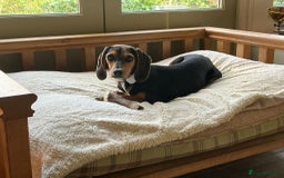 Mixed Breed dogs for adoption: Toyah Sweet gentle small girl - Image 9
