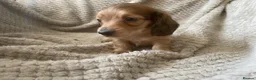 Miniature Dachshund dogs for sale: Qualiyy Miniature Long Haired Dachshunds in Bridgend - Advert 11