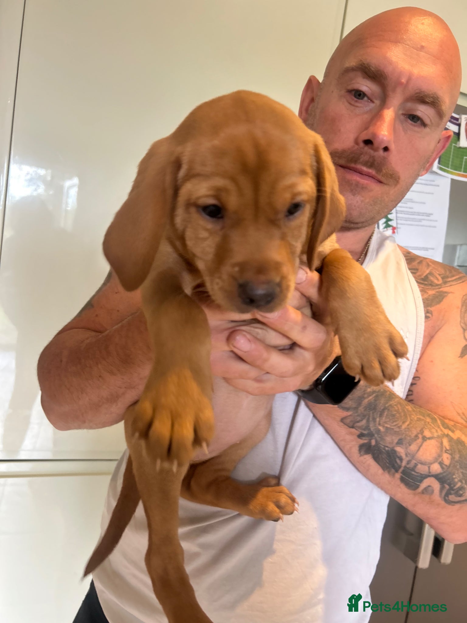 Mixed Breed dogs 2 female Vizslador puppies READY NOW   - Advert 2