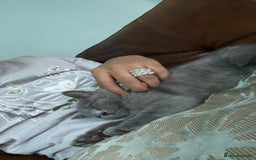British Shorthair cats for sale: Pedigree male British shorthair  - Image 9