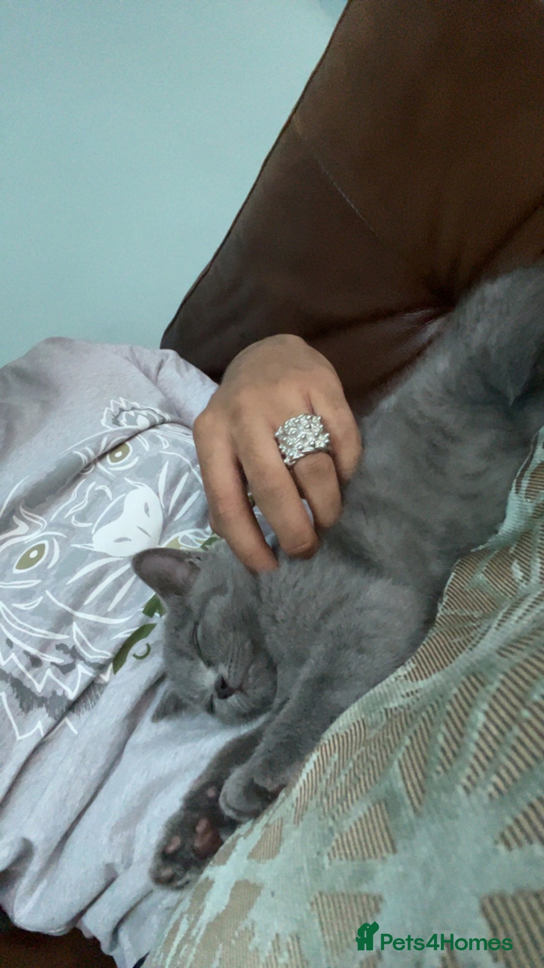British Shorthair cats for sale: Pedigree male British shorthair  - Image 9