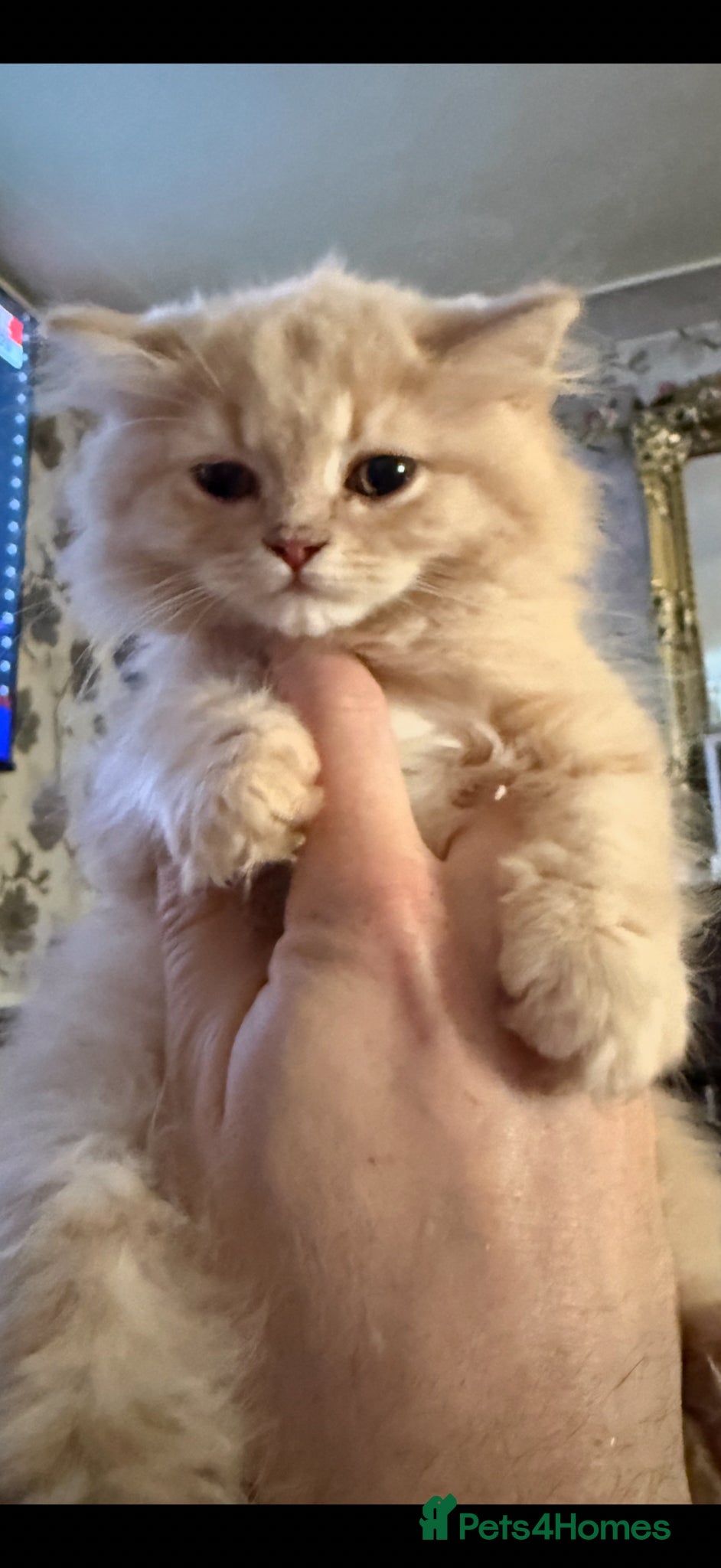 British Longhair cats British longhair pedigree  - Advert 2