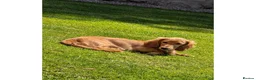 Miniature Dachshund dogs for sale: Long Haired Miniature Dachshund in Stoke-on-Trent - Advert 5
