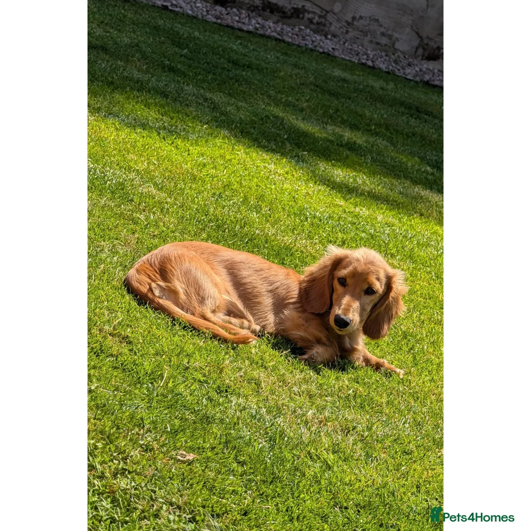 Miniature Dachshund dogs for sale: Long Haired Miniature Dachshund in Stoke-on-Trent - Advert 5