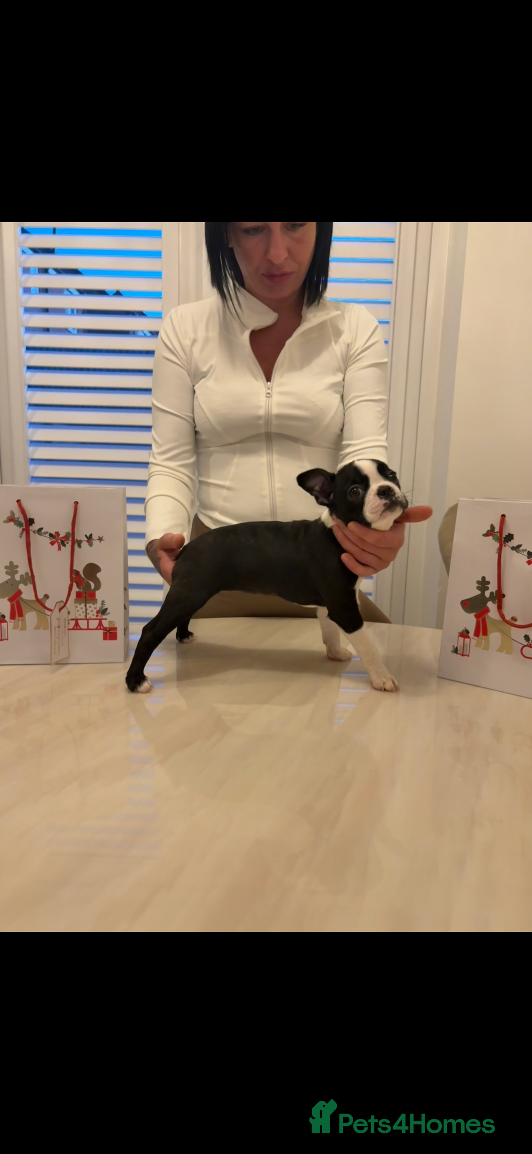 Boston Terrier dogs for sale: My last girl Boston terrier. Brindle and white  - Advert 4