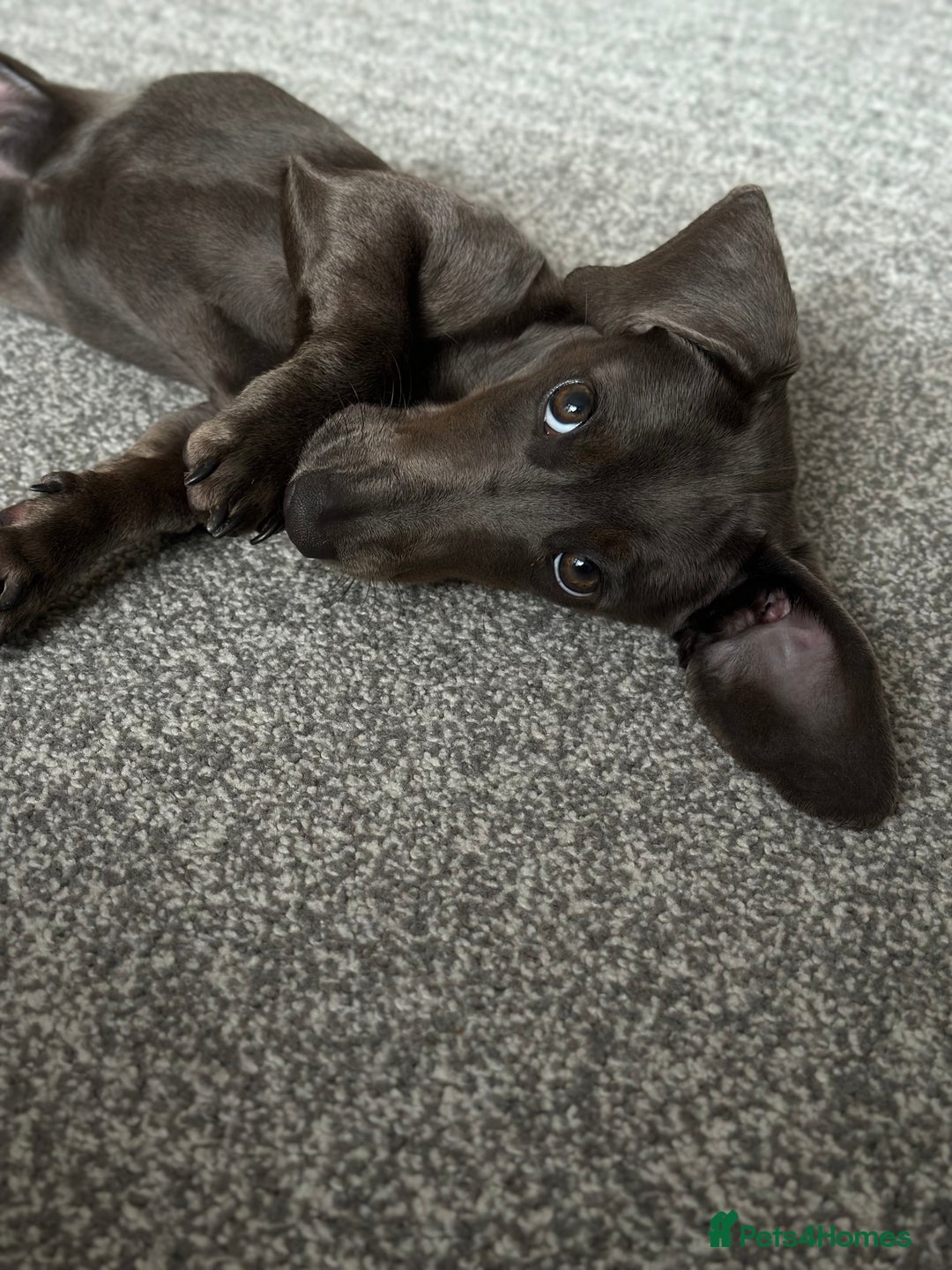 Miniature Dachshund dogs for sale: Blue Minanture dachshund  - Image 4