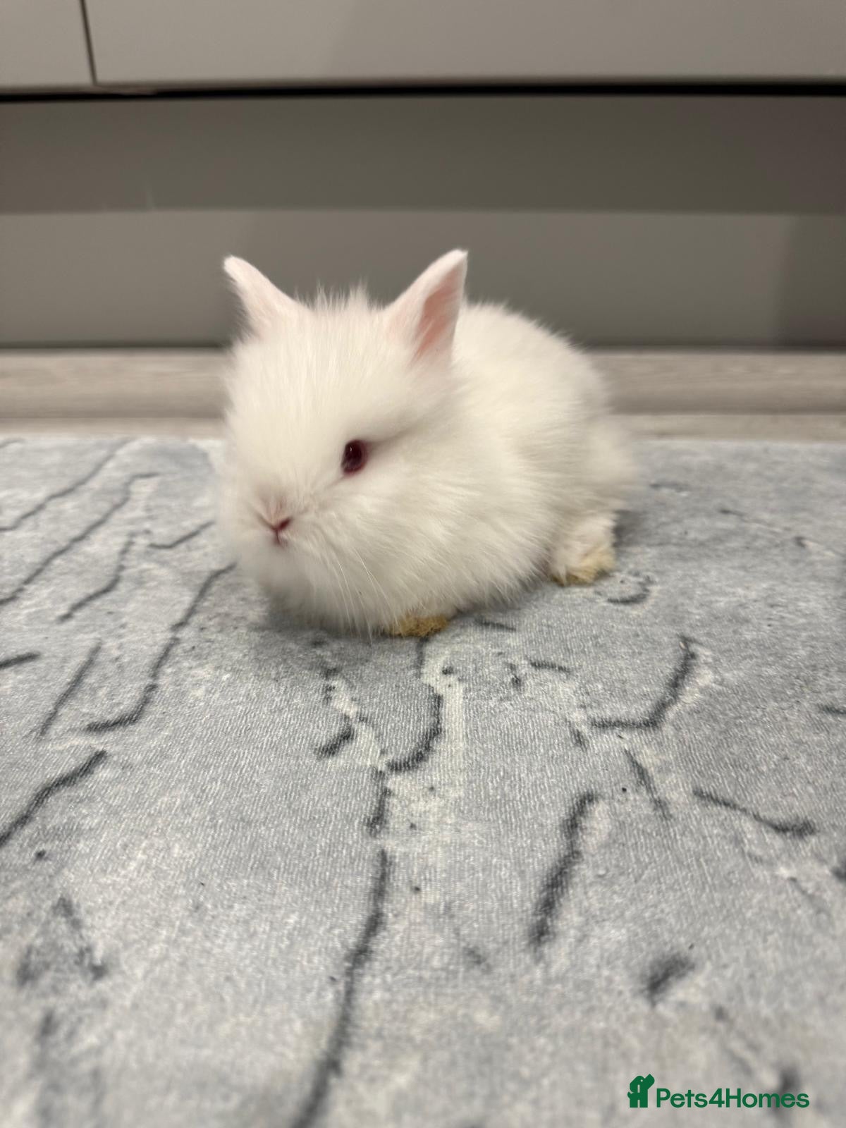 Lionhead rabbits Rabbit - Advert 1