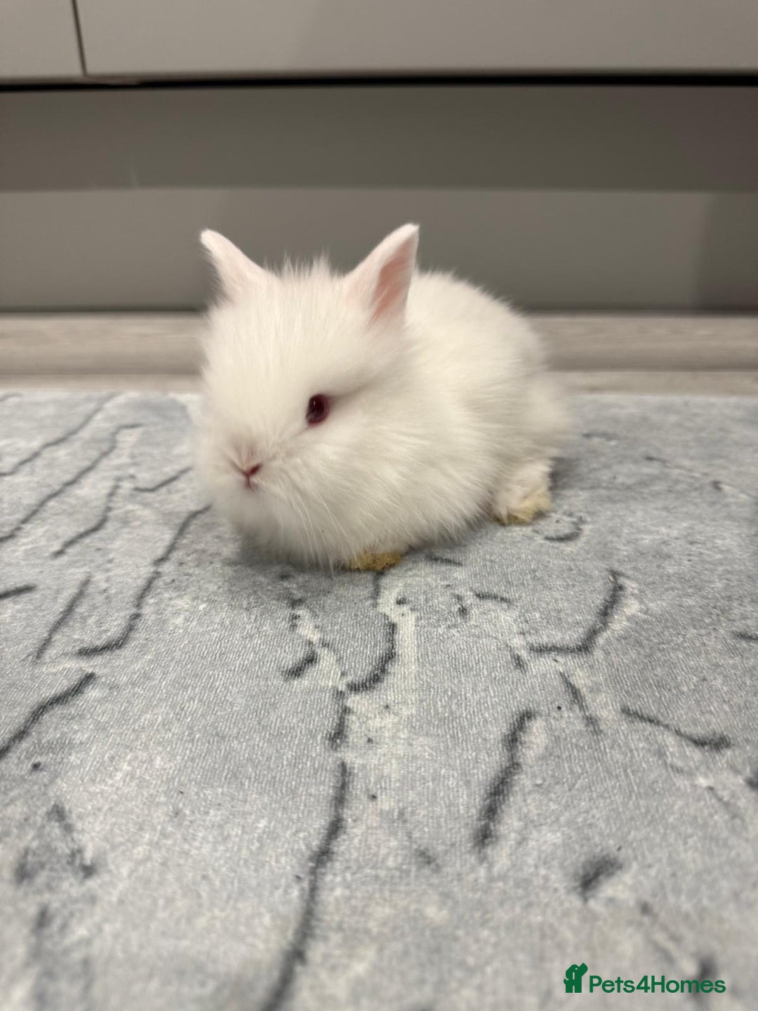 Lionhead rabbits for sale: Rabbit - Advert 1