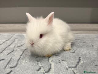 Lionhead rabbits Rabbit - Advert 11