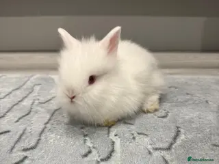 Lionhead rabbits Rabbit - Advert 16