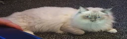 Ragdoll cats for sale: RAGDOLL KITTENS FOR SALE - Advert 6