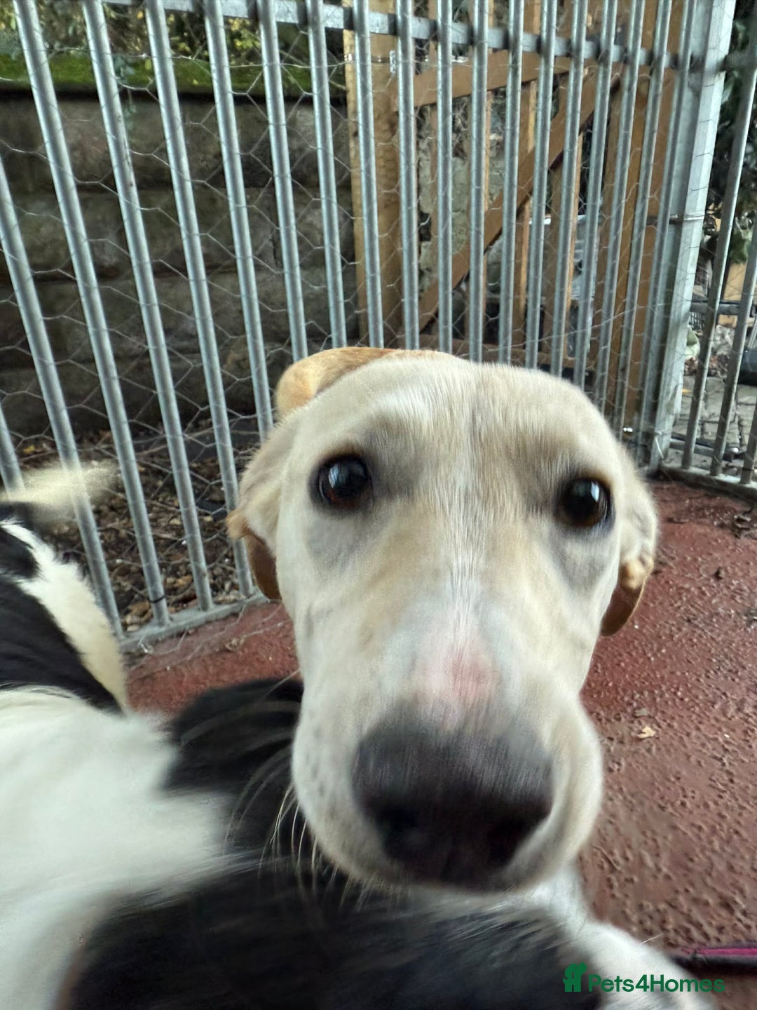 Mixed Breed dogs for adoption: Talia - Marleborough Wiltshire  - Advert 1