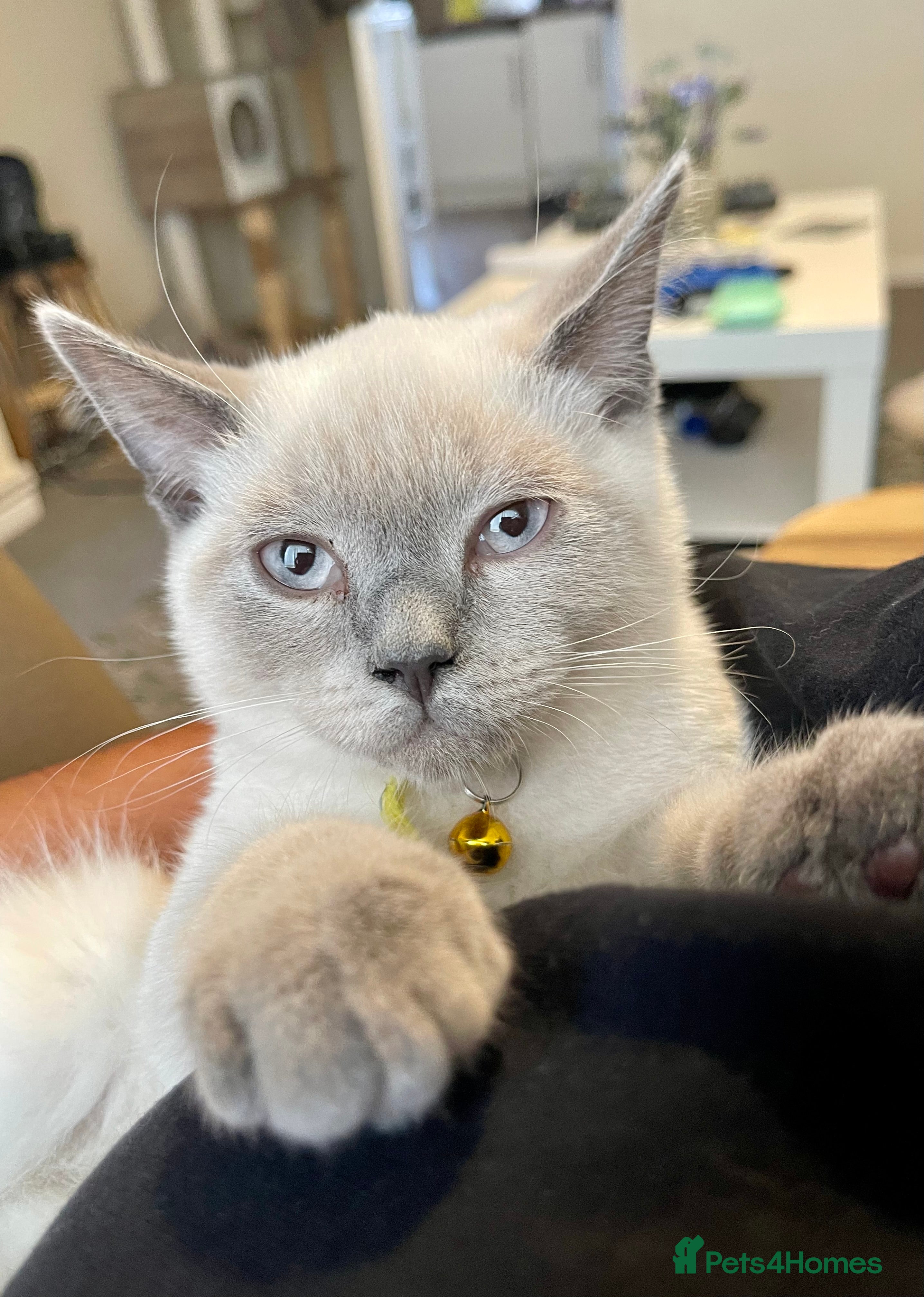 British Shorthair cats 💙 GCCF Pedigree Blue Colourpoint BSH Kitten - Advert 2