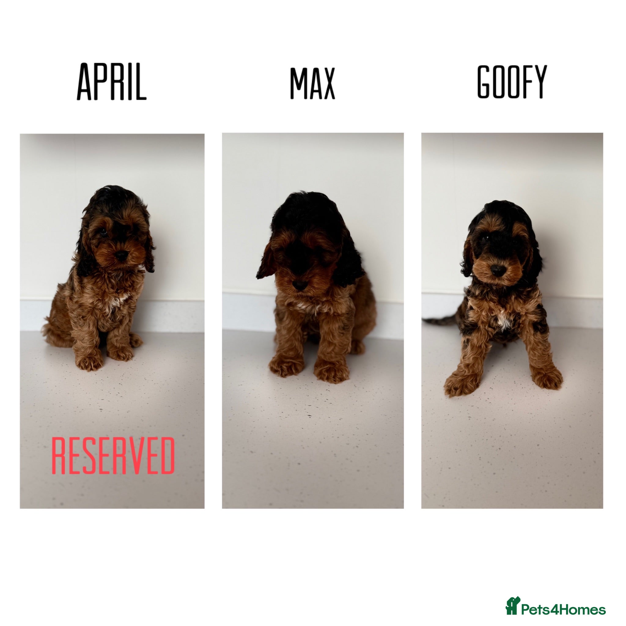 Cockapoo dogs F1 cockapoo puppies  - Advert 4