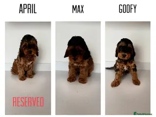 Cockapoo dogs F1 cockapoo puppies - Advert 4