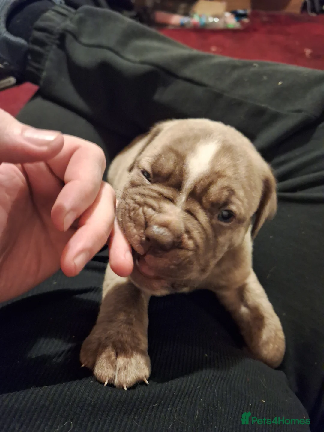 Mixed Breed dogs for sale: Dogue de bordeaux cross old time english bulldog in Newcastle upon Tyne - Advert 21