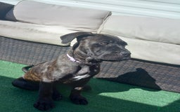 Cane Corso dogs for sale: Cane corso  - Image 7