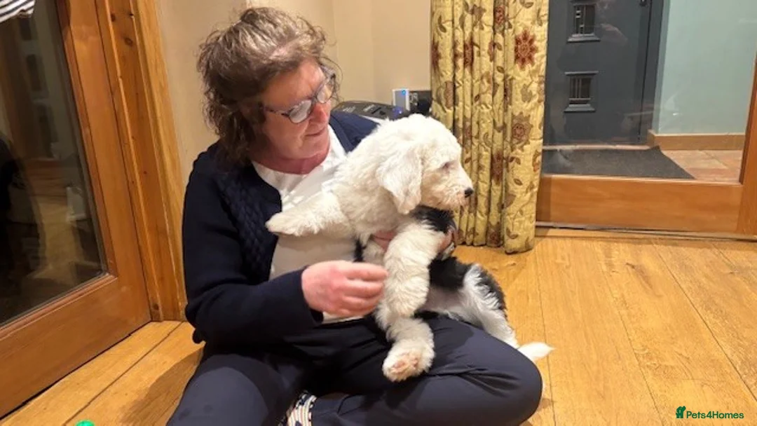 Old English Sheepdog dogs for sale: Kennel Club Registered Old English Sheepdog Pups - Advert 3